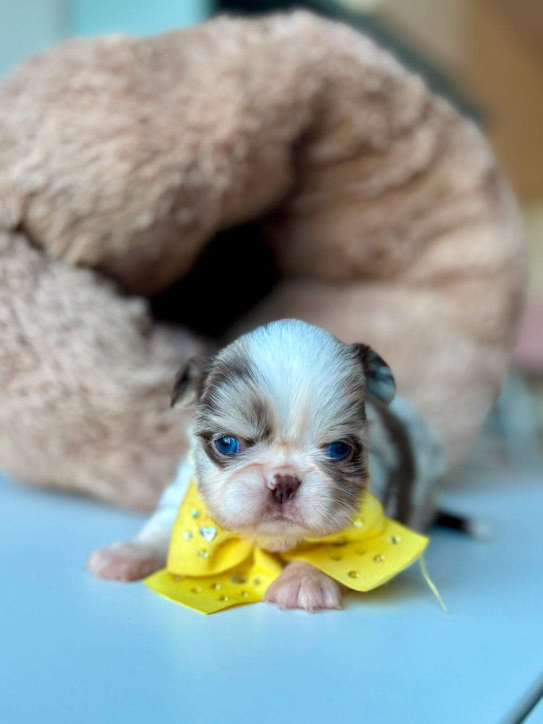 Love_chihuahua 03