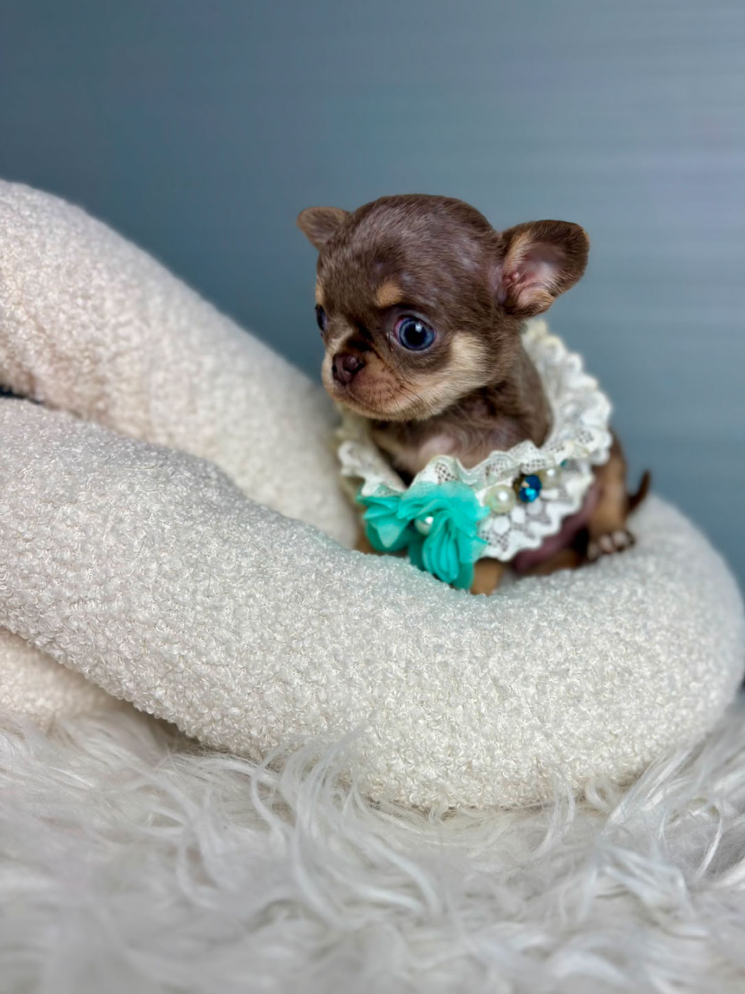 Love_chihuahua 04