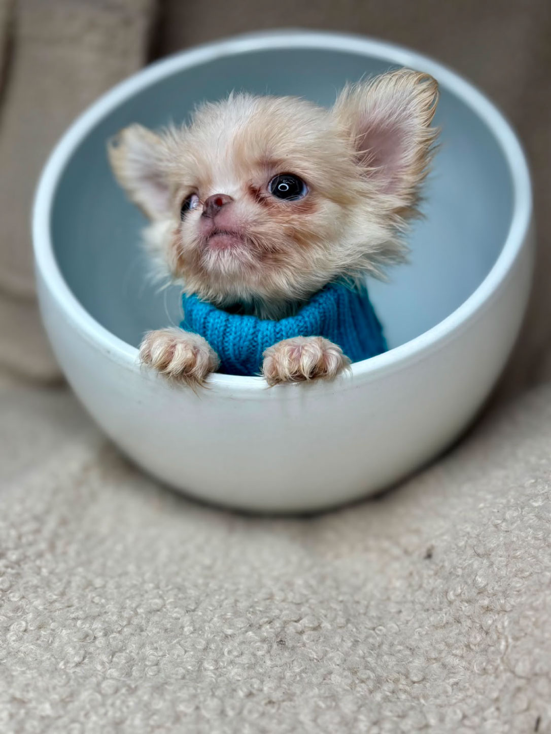 Love_chihuahua 06