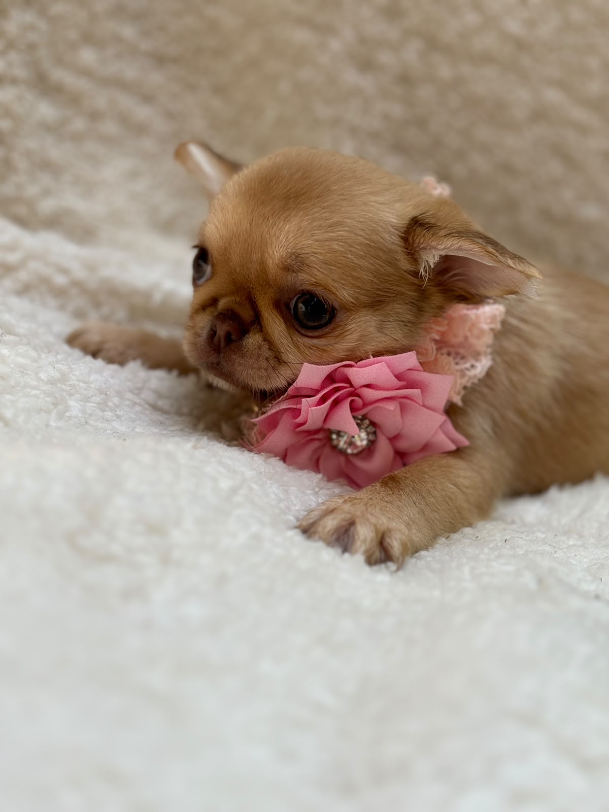 Love_chihuahua 07