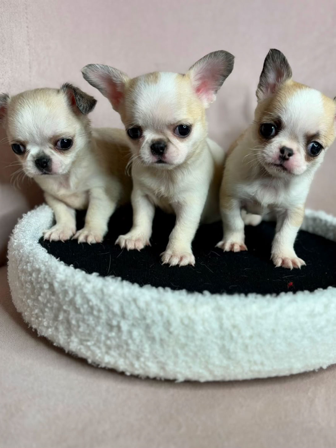 Love_chihuahua 07