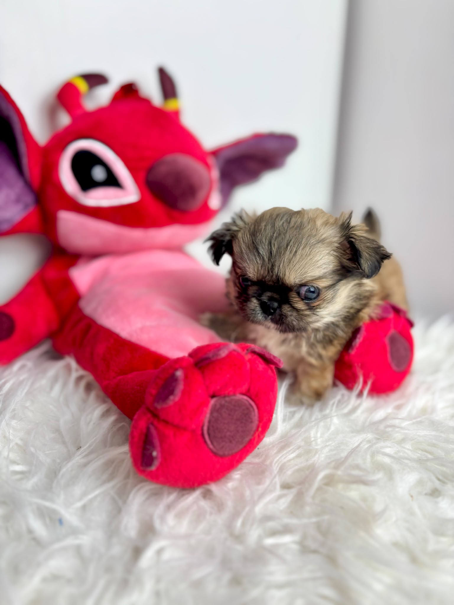 Love_chihuahua 10