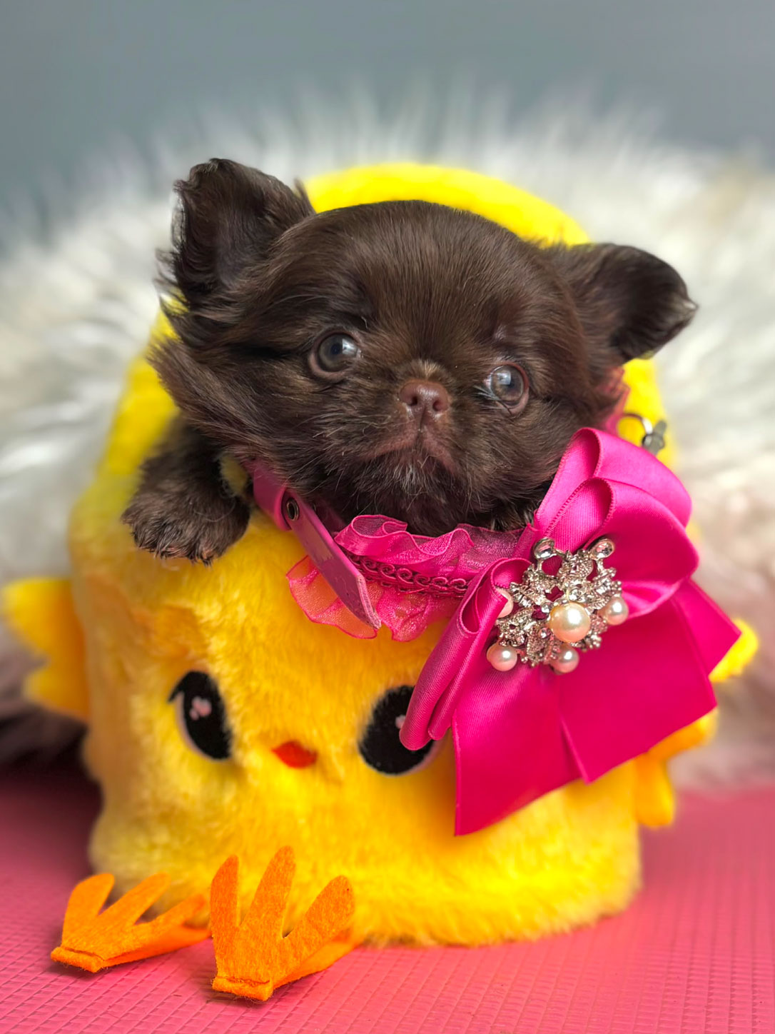 Love_chihuahua 11